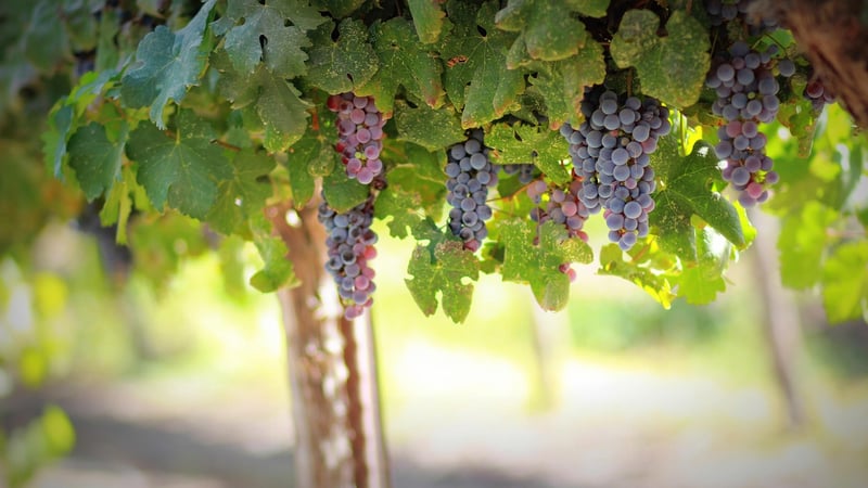 Exotic Vineyards